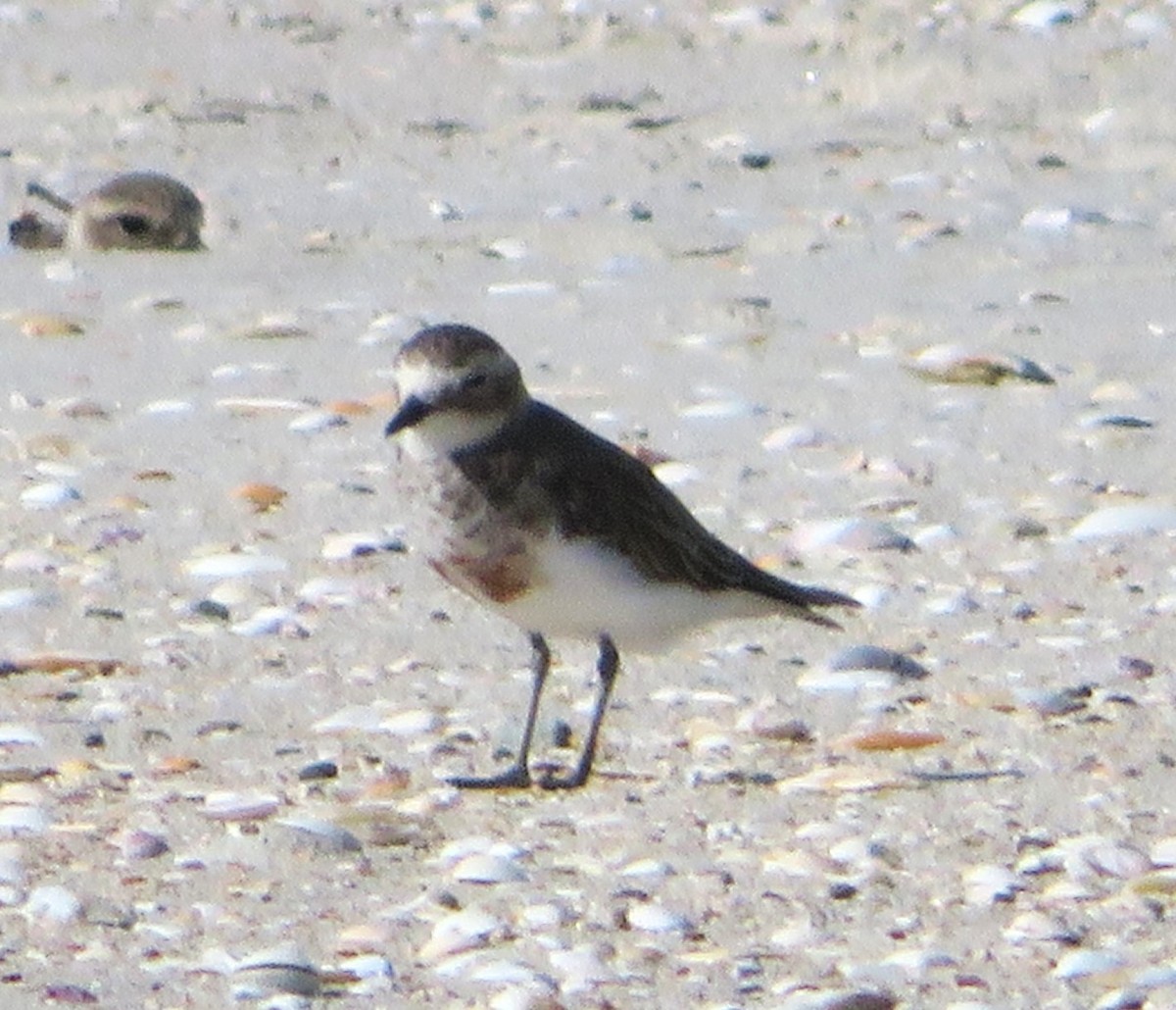 Double-banded Plover - ML616162375