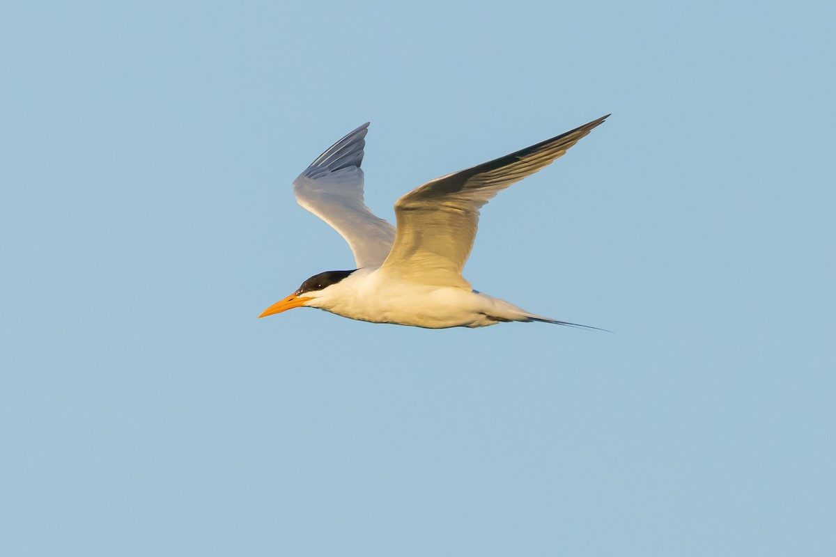 Royal Tern - ML616162466