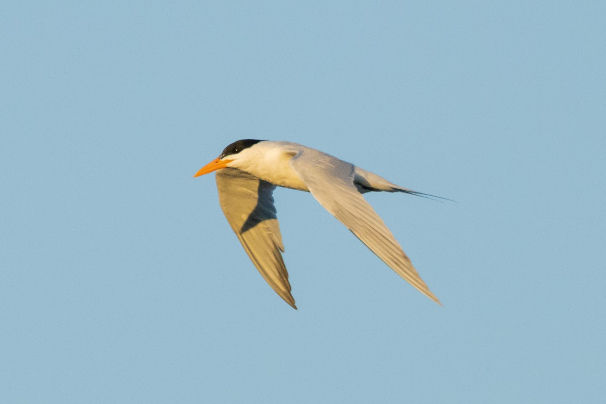 Royal Tern - ML616162467