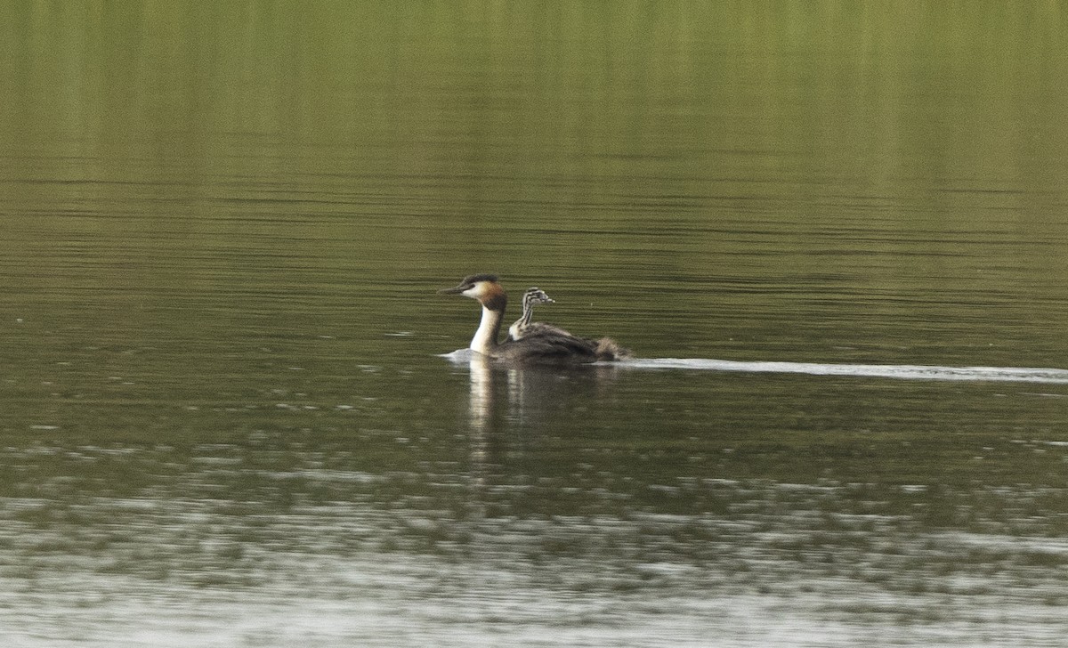 Great Crested Grebe - ML61616251