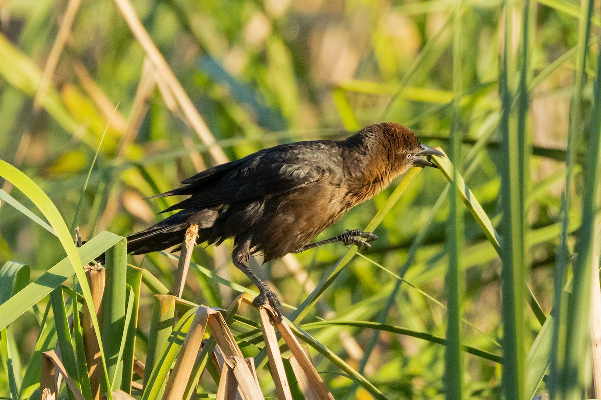 Great-tailed Grackle - ML616162522