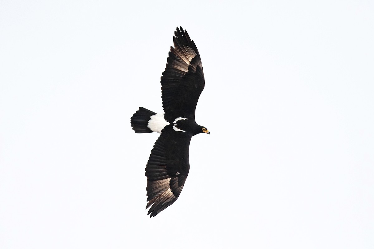 Кафрский орёл - ML616162526