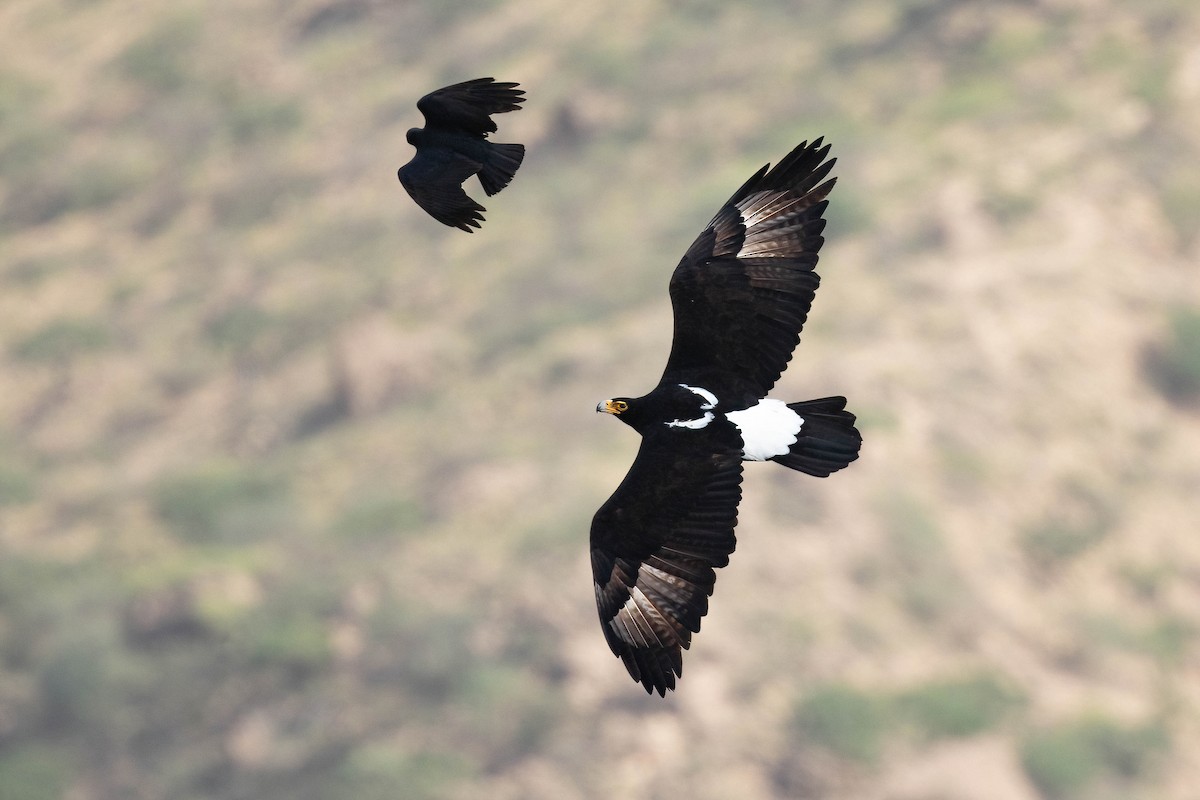Verreaux's Eagle - Chris Venetz | Ornis Birding Expeditions