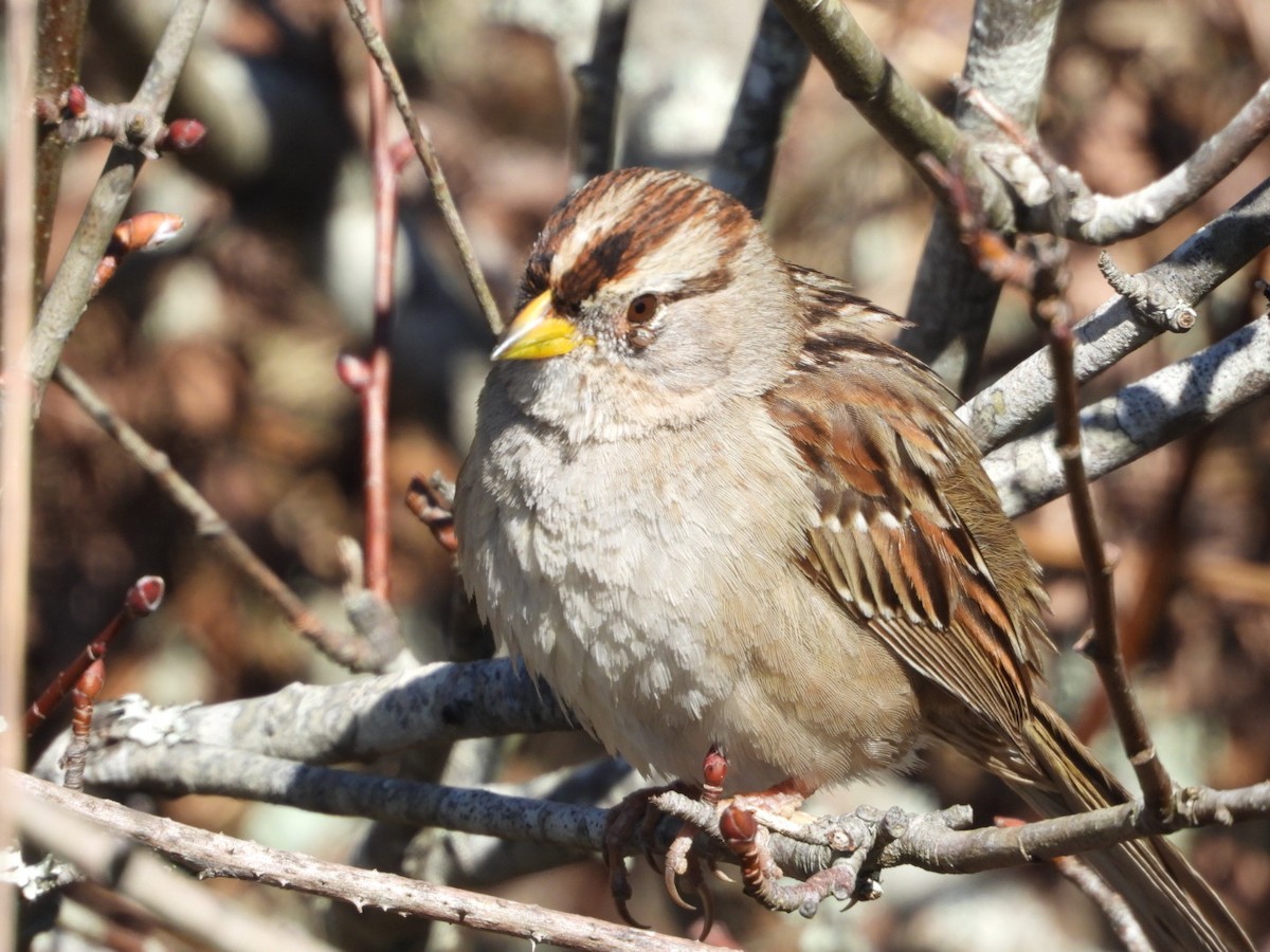 White-crowned Sparrow - James Allen