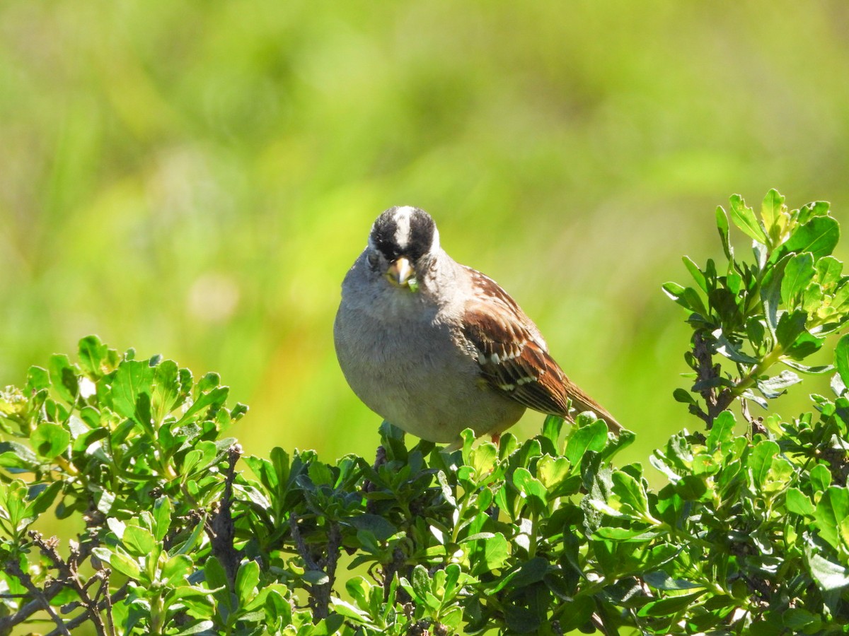 White-crowned Sparrow - ML616162535