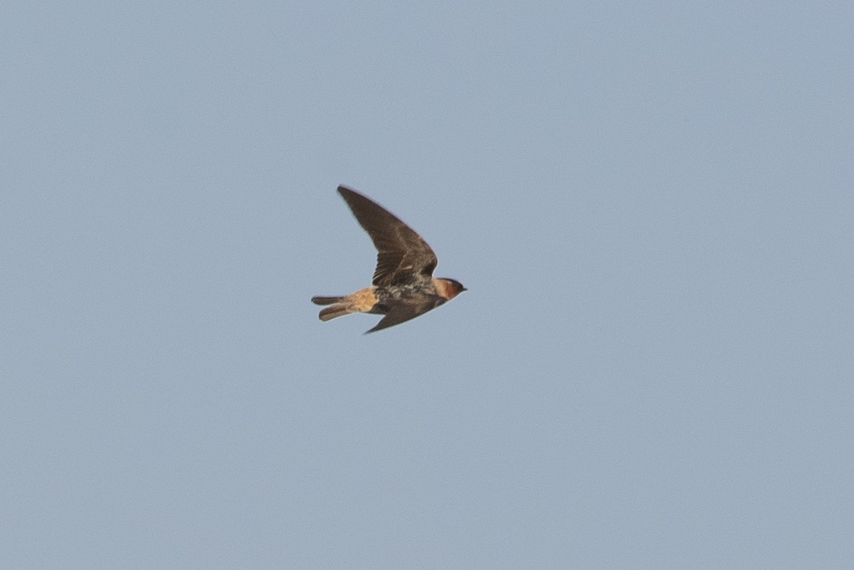 Cliff Swallow - Denny Swaby