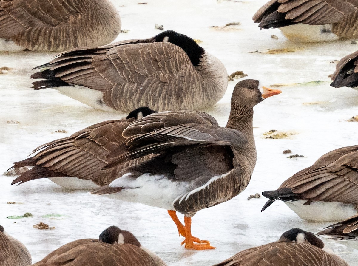 Greater White-fronted Goose - ML616162955