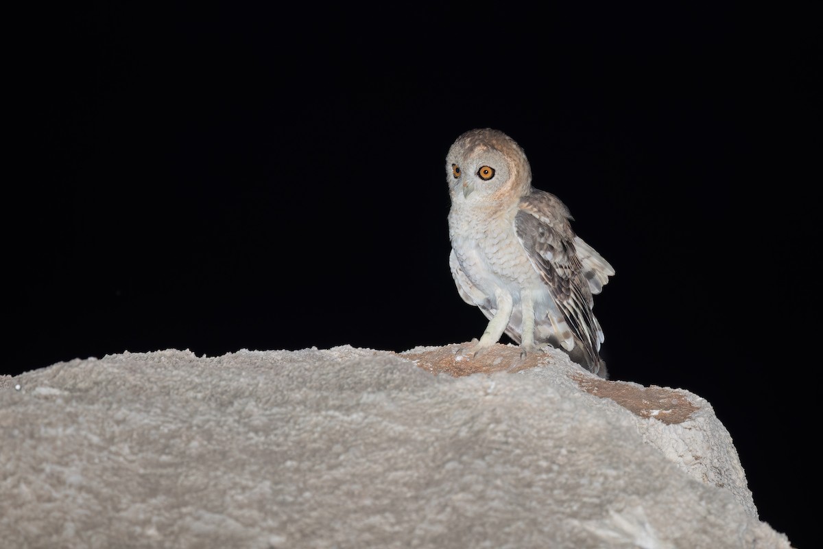 Desert Owl - ML616162958