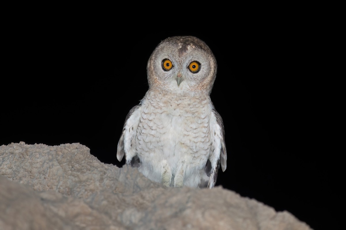 Desert Owl - ML616162959