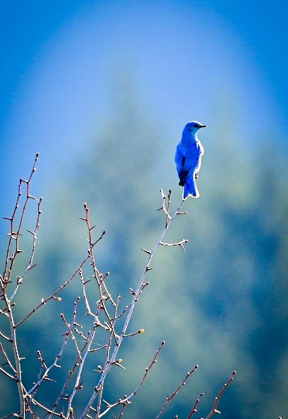 Mountain Bluebird - A & A Powell