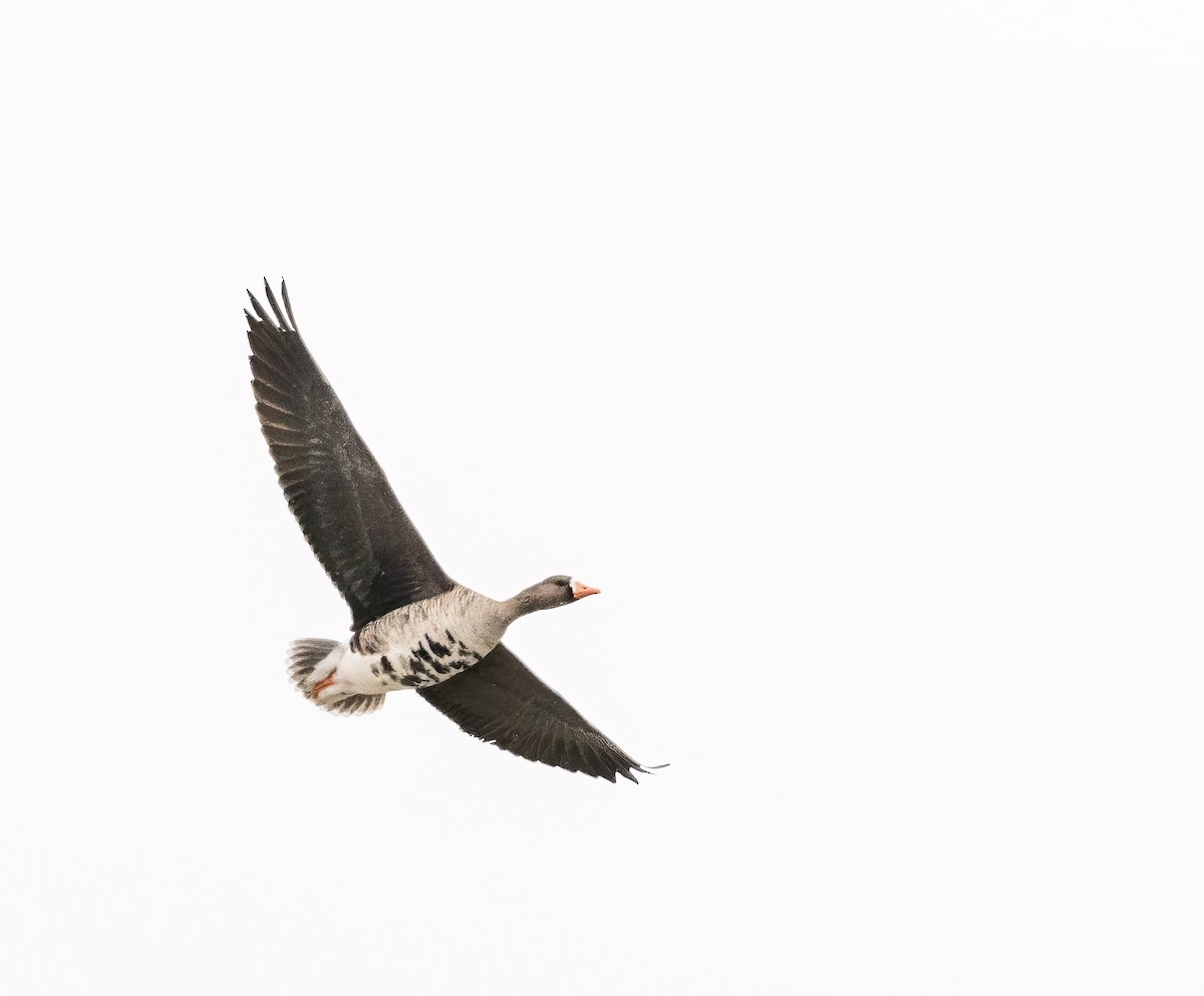 Greater White-fronted Goose - ML616163005