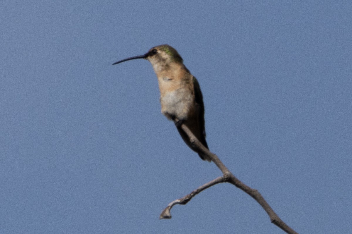 Beautiful Hummingbird - ML616163302