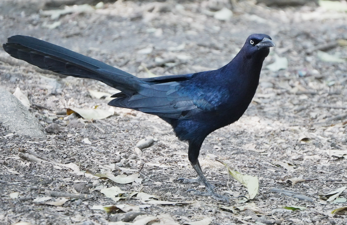 Great-tailed Grackle - ML616163343