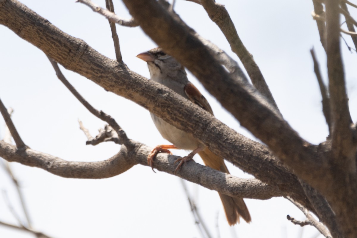 Cinnamon-tailed Sparrow - ML616163363