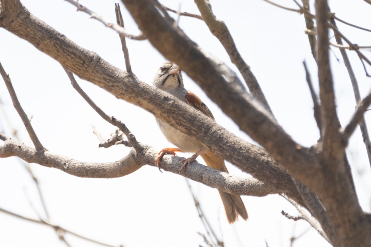 Cinnamon-tailed Sparrow - ML616163377
