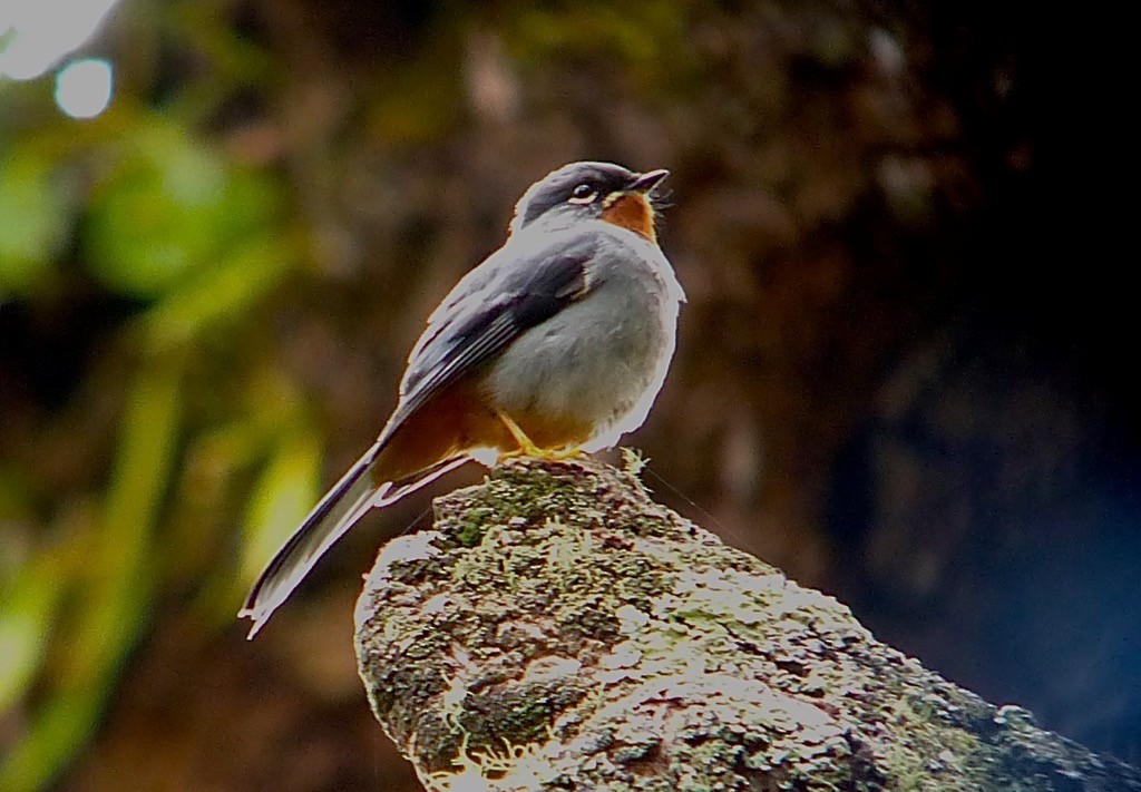 Rufous-throated Solitaire (Rufous-throated) - ML616163393