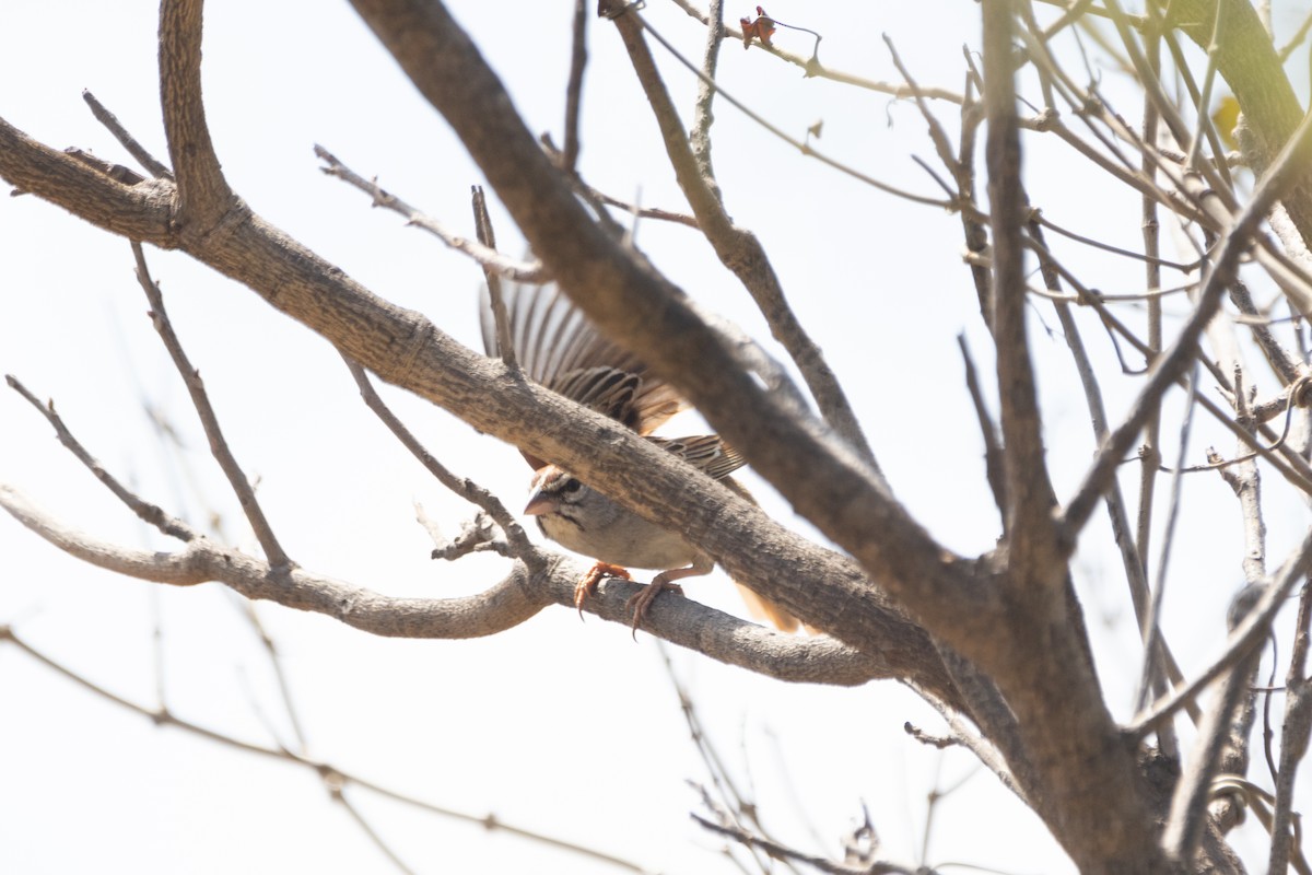 Cinnamon-tailed Sparrow - ML616163420