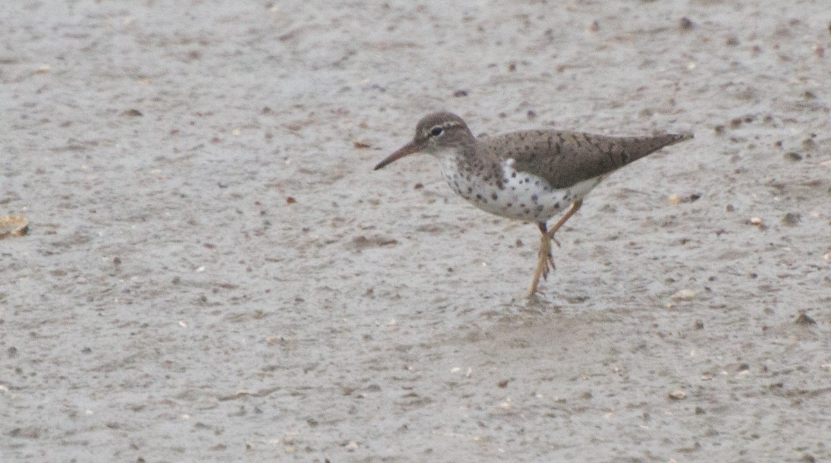 Spotted Sandpiper - Thierry Rabau