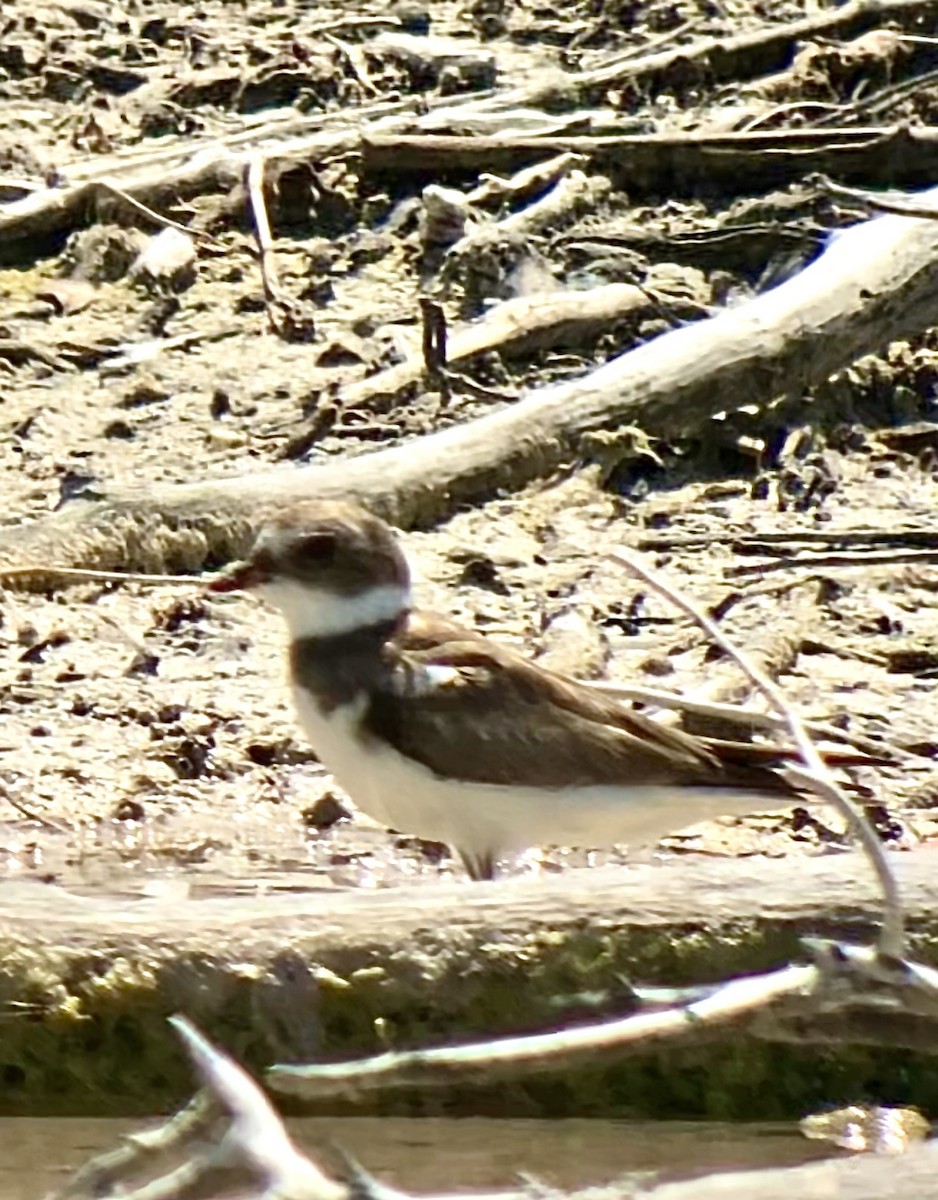 Semipalmated Plover - ML616163438