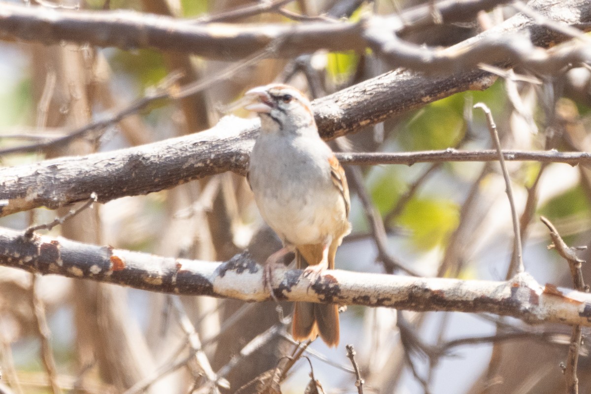 Cinnamon-tailed Sparrow - ML616163463