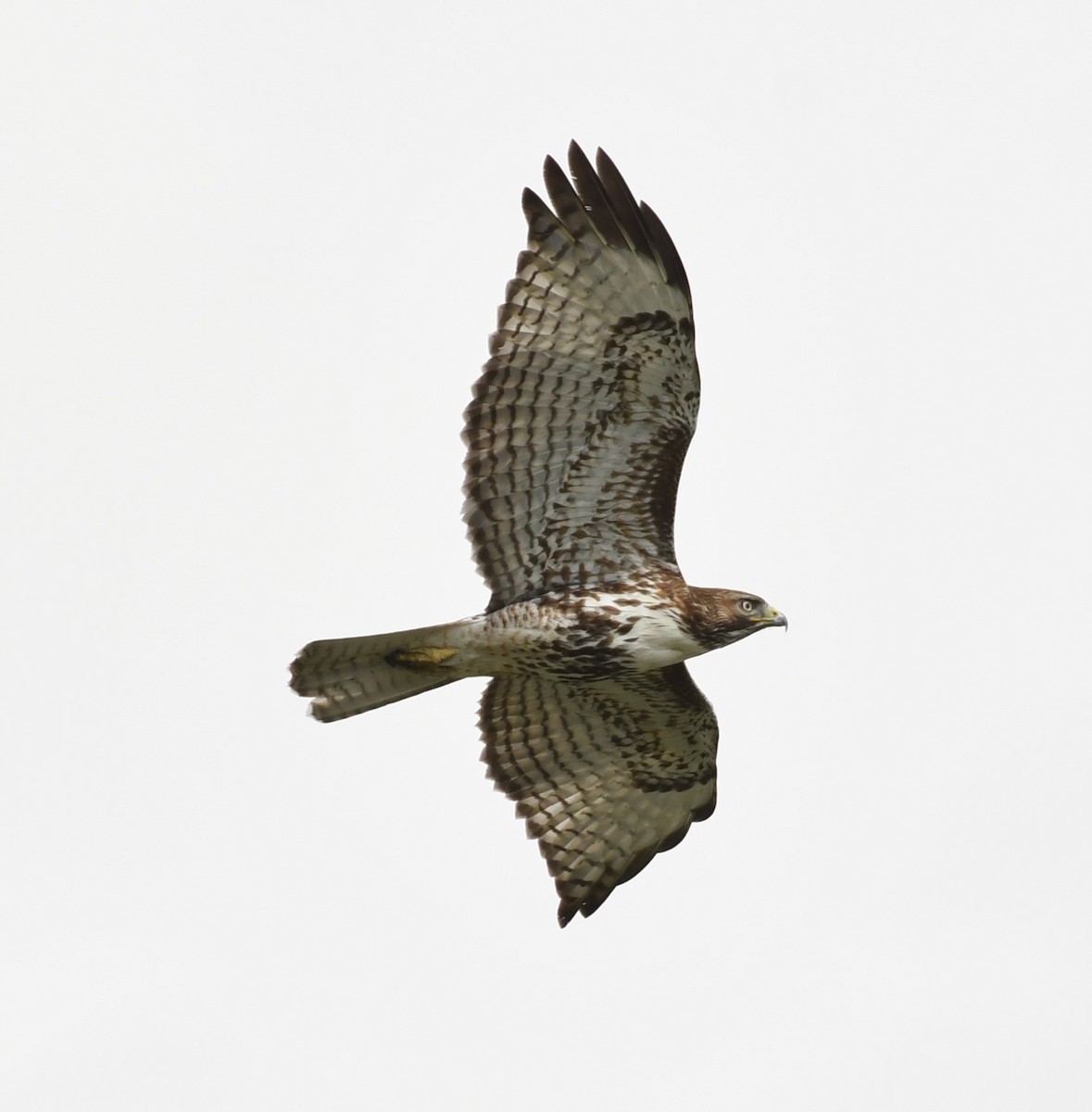 Red-tailed Hawk (calurus/abieticola) - ML616163535