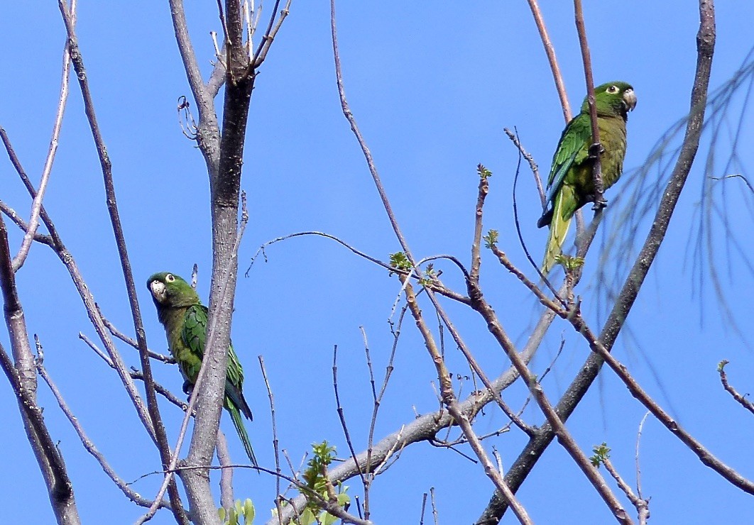 Olive-throated Parakeet (Jamaican) - ML616163536