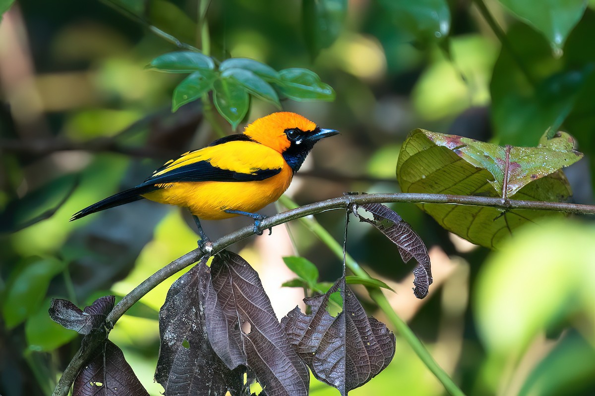 Golden Monarch - Chris Venetz | Ornis Birding Expeditions