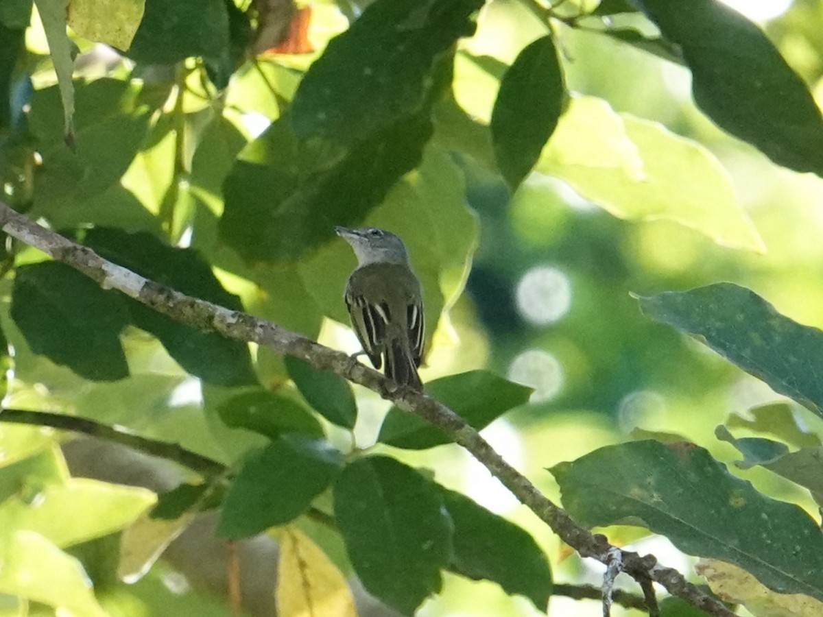 Gray-crowned Flatbill - ML616163693