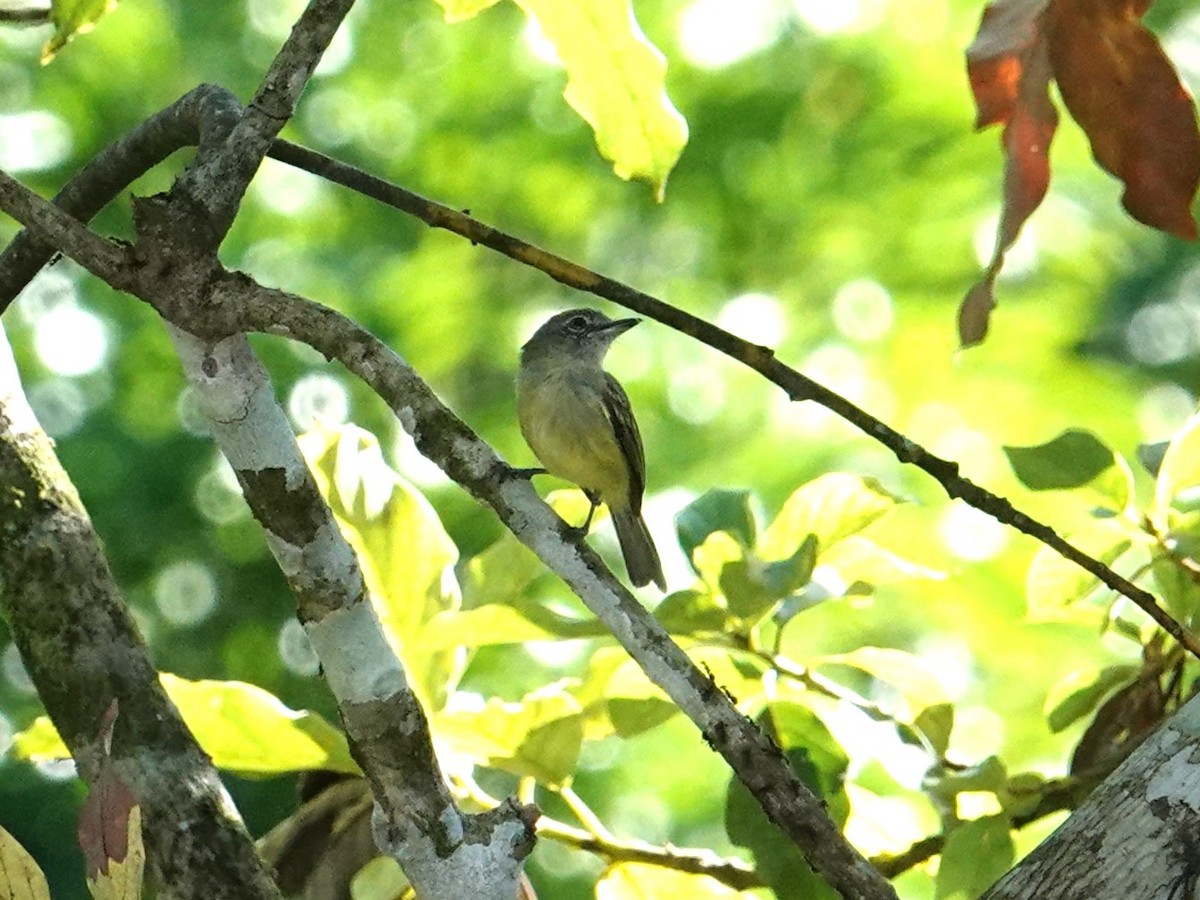 Gray-crowned Flatbill - ML616163694