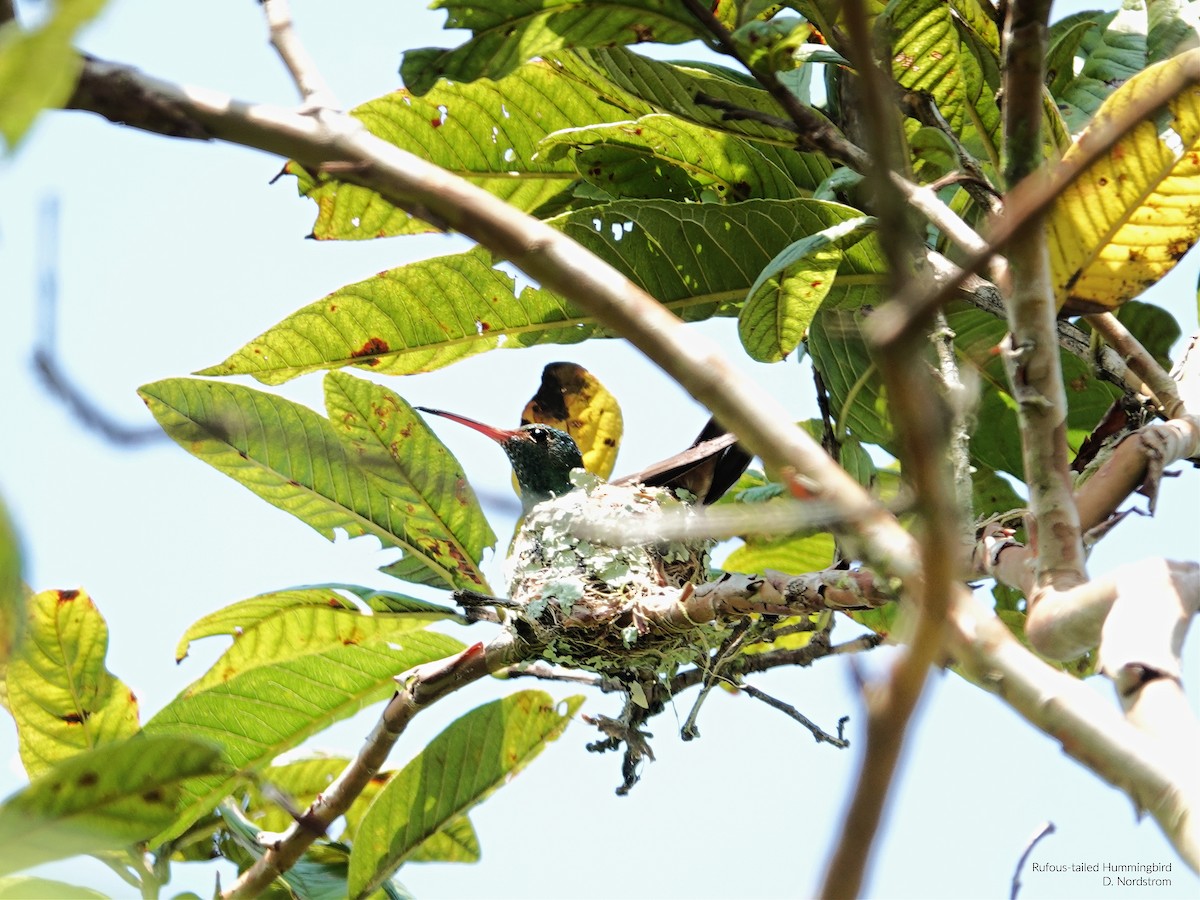 Rufous-tailed Hummingbird - ML616163750
