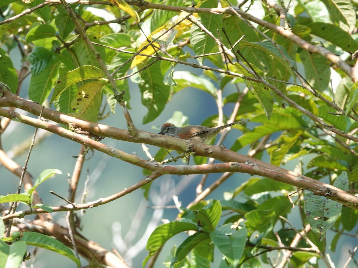 Pale-breasted Spinetail - ML616163755