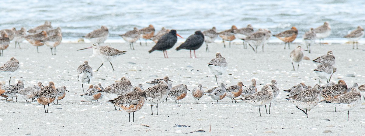 Red Knot - ML616163787