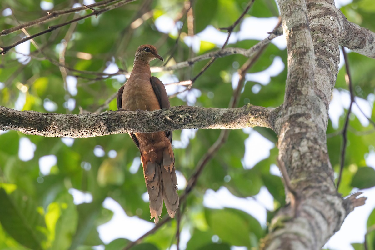Amboyna Cuckoo-Dove - Chris Venetz | Ornis Birding Expeditions