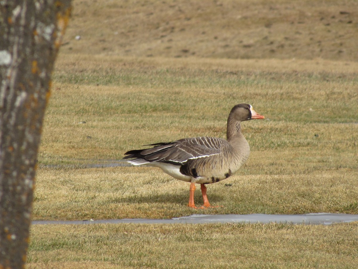 Greater White-fronted Goose - ML616163839
