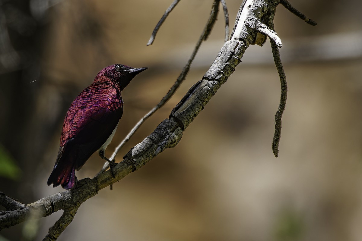 Violet-backed Starling - ML616163884