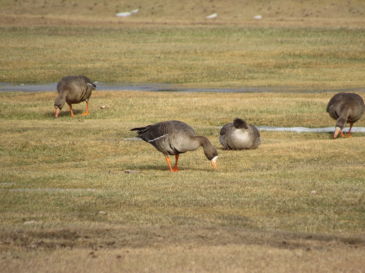 Greater White-fronted Goose - ML616163920