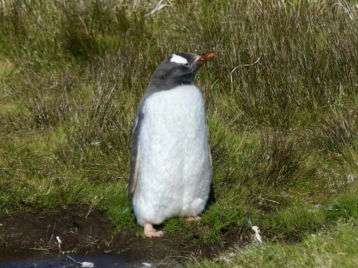 Gentoo Penguin - ML616164042