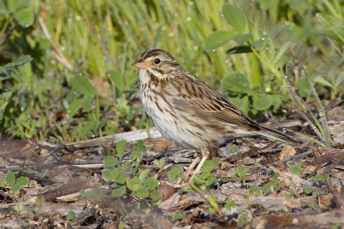 Savannah Sparrow - ML616164125