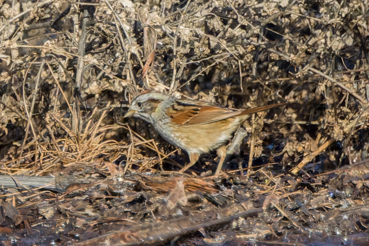 Swamp Sparrow - ML616164150