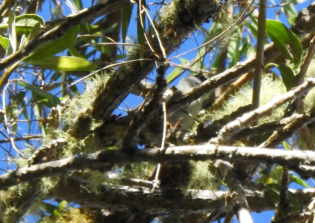 Green-tailed Warbler - ML616164194