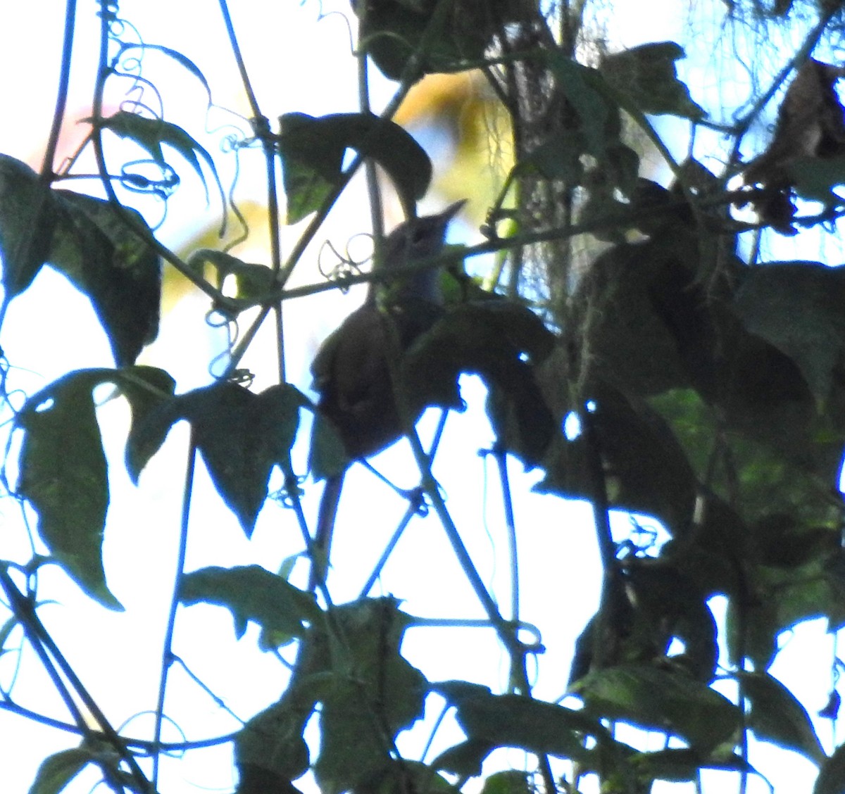 Green-tailed Warbler - ML616164195