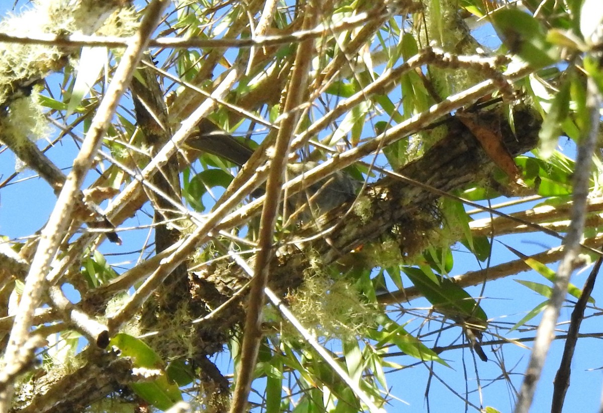 Green-tailed Warbler - ML616164196