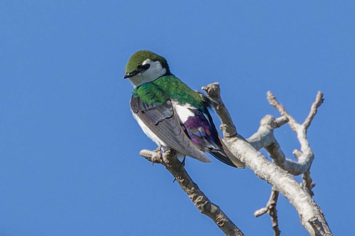 Violet-green Swallow - ML616164202
