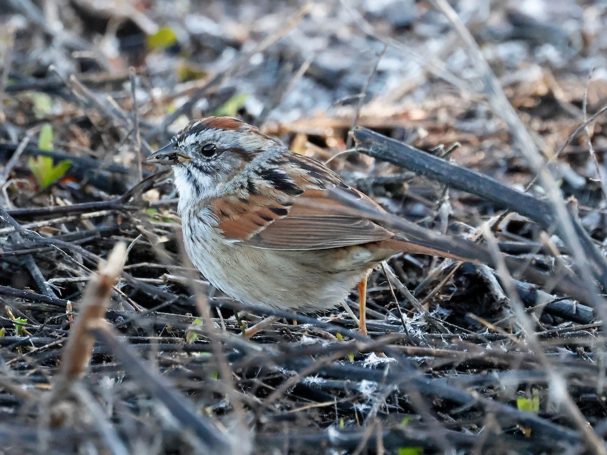 Swamp Sparrow - Torgil Zethson
