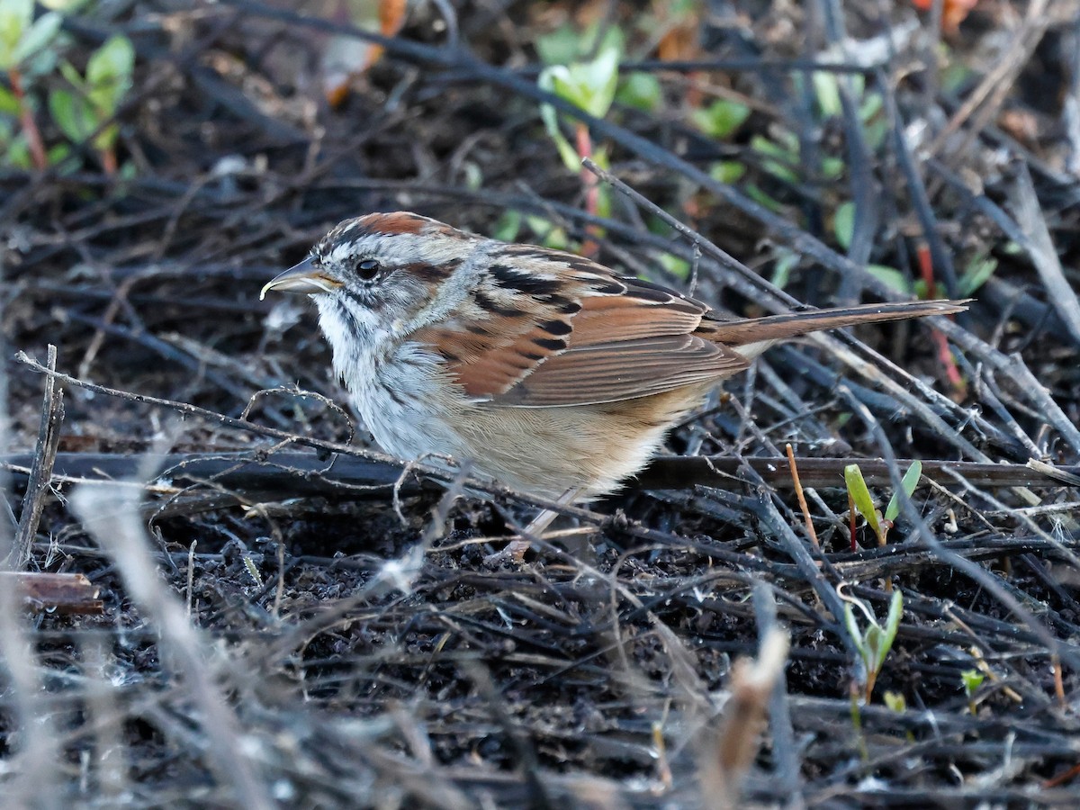 Swamp Sparrow - ML616164366