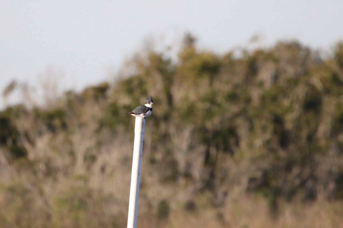 Belted Kingfisher - ML616164661