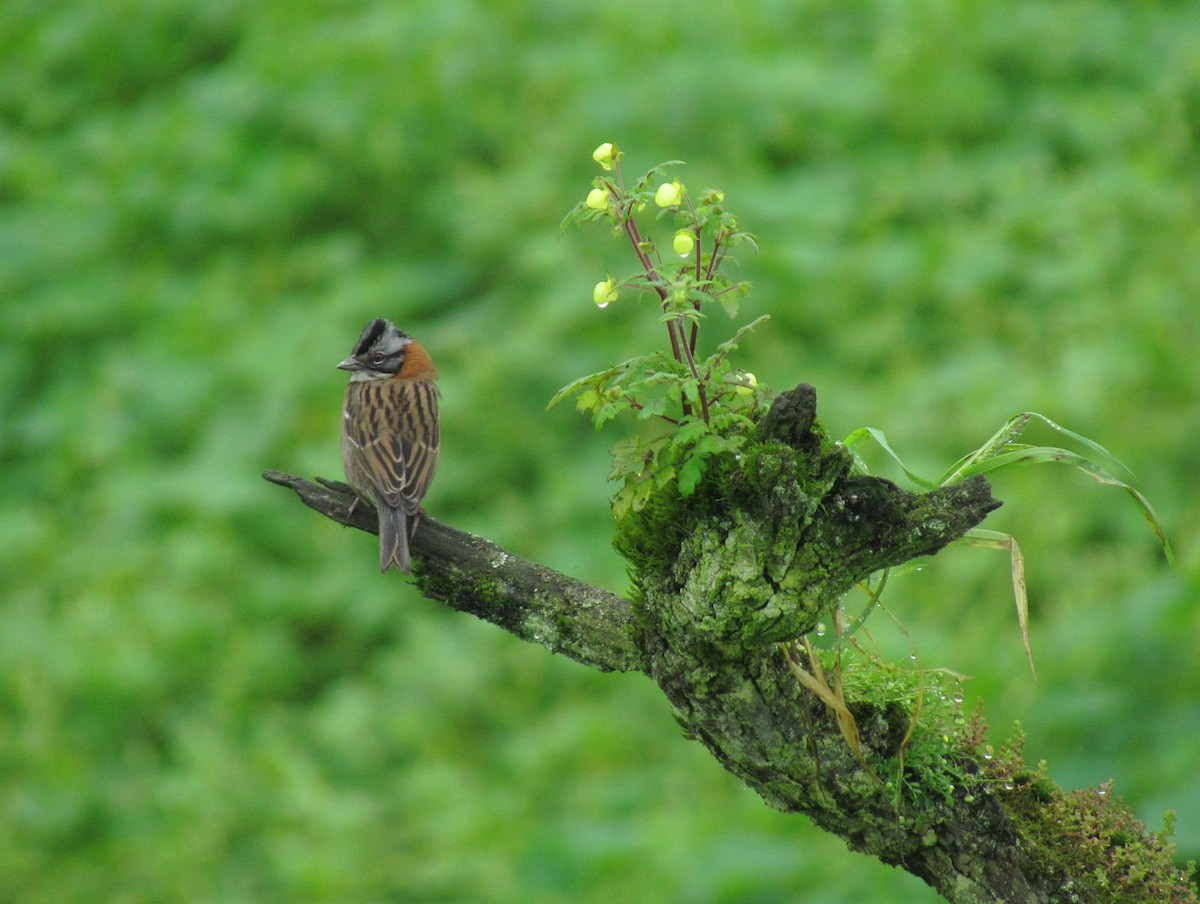 Rufous-collared Sparrow - ML616164665