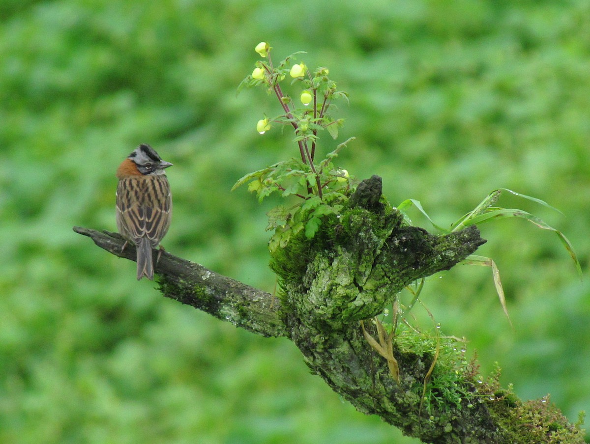 Rufous-collared Sparrow - ML616164674