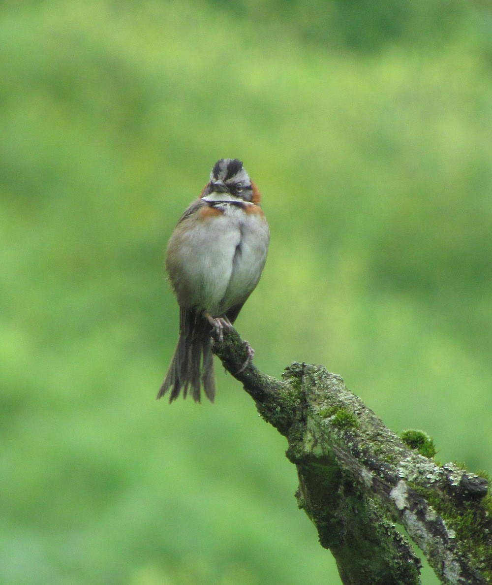 Rufous-collared Sparrow - ML616164675