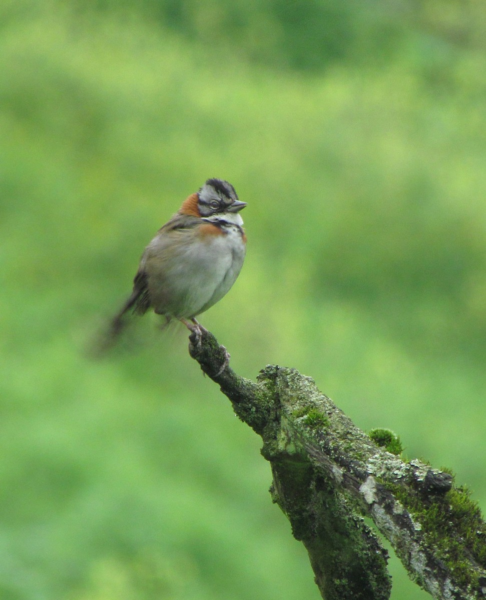 Rufous-collared Sparrow - ML616164676